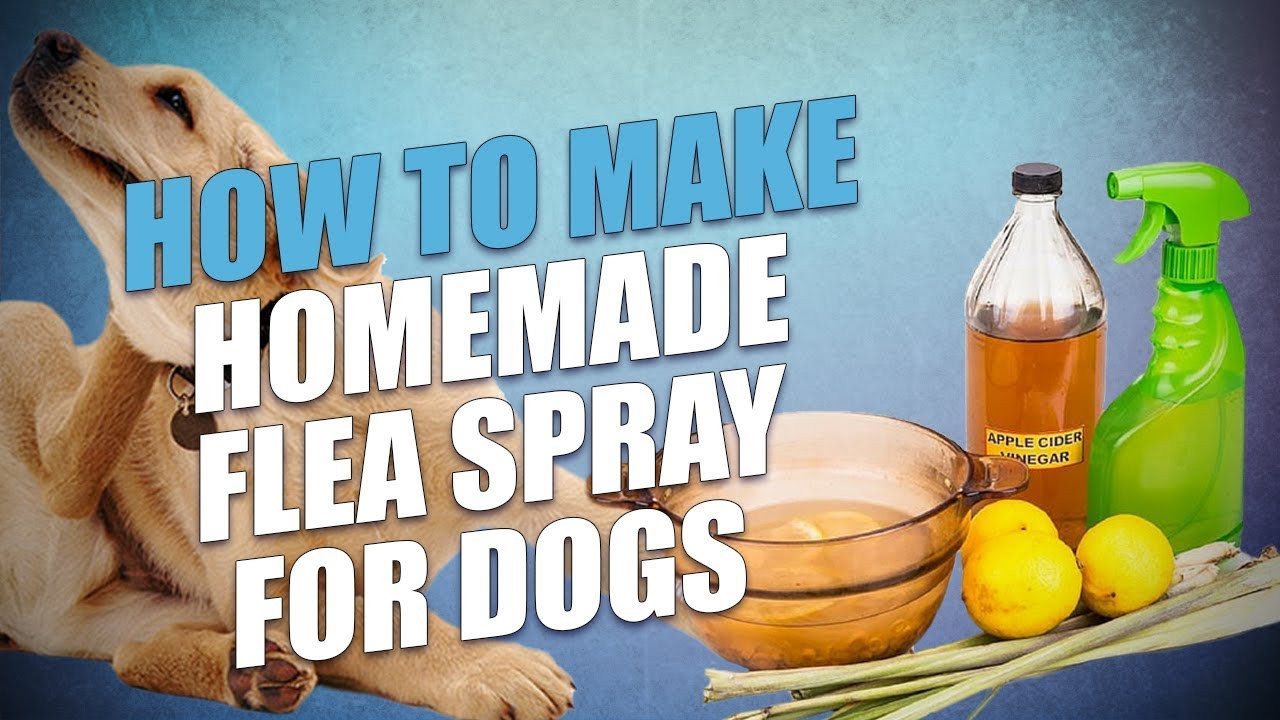 DIY Dog Spray
 DIY Homemade Flea Spray for Dogs 3 Cheap Natural Recipes