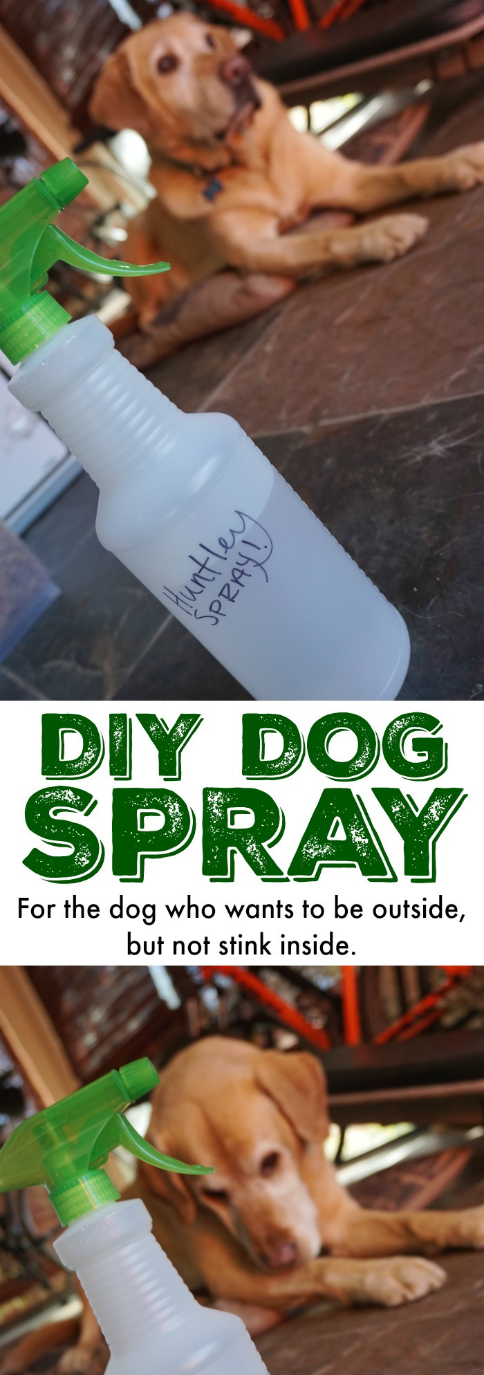 DIY Dog Spray
 DIY Spray for Stinky Dogs
