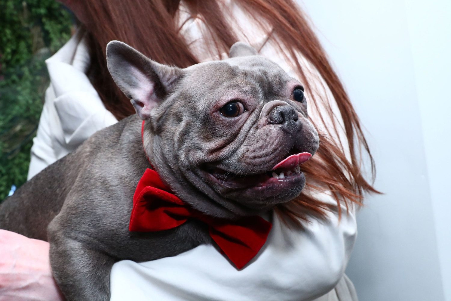 DIY Dog Tie Out
 DIY Dog Bow Ties Are Cute And A Cinch To Make Simplemost