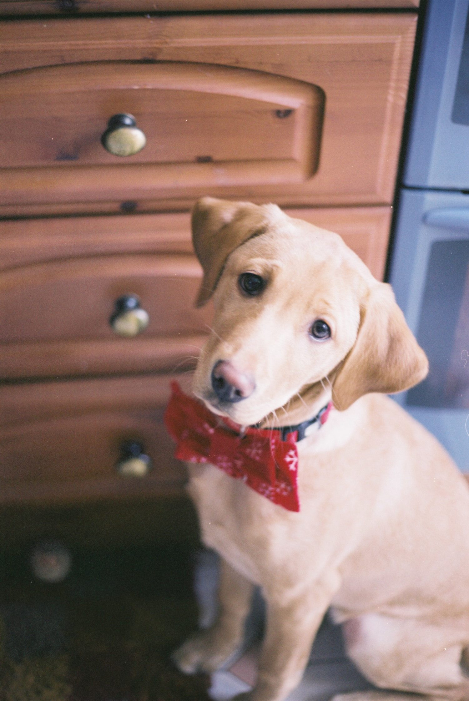 DIY Dog Tie Out
 DIY Dog Bow Ties Are Cute And A Cinch To Make Simplemost