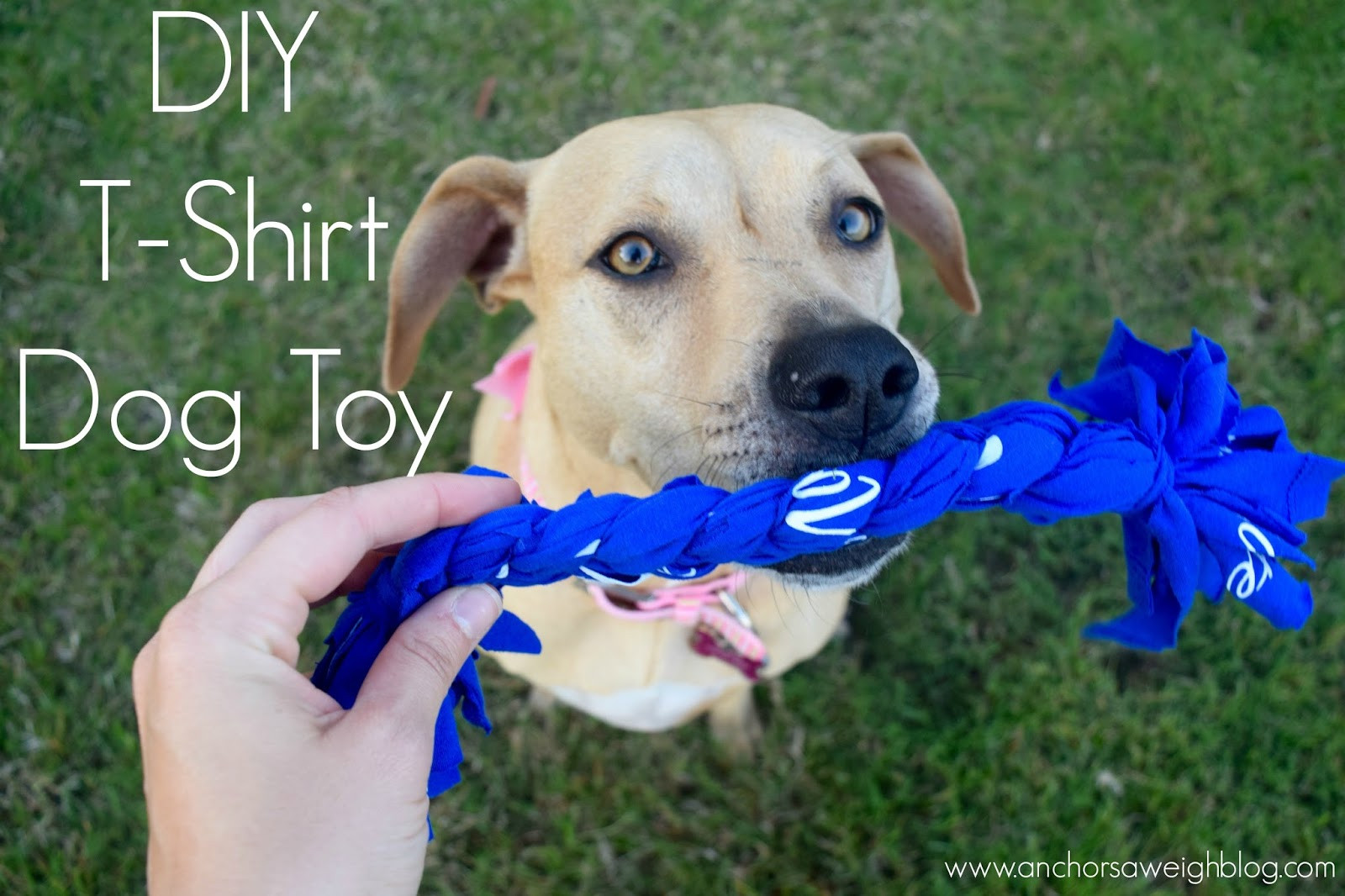 DIY Dog Toy T Shirt
 DIY T Shirt Dog Toy For Summer With My Best Girl