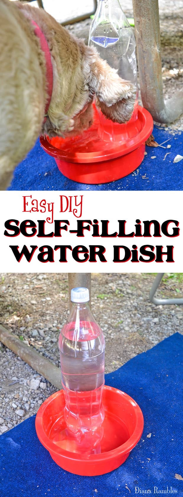 DIY Dog Water Dispenser
 Tips for Keeping Your Dog Cool While Camping in Summer