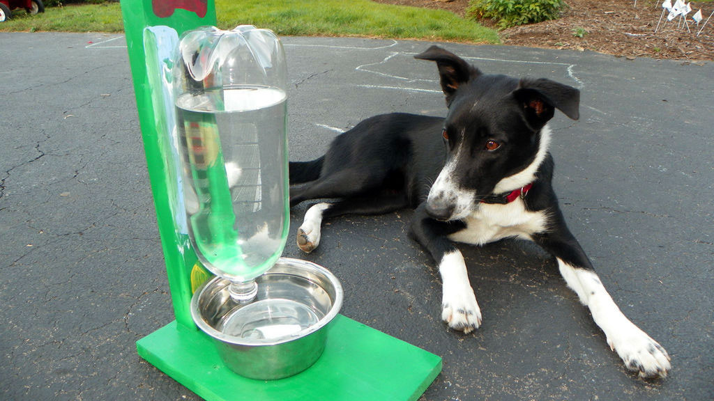 DIY Dog Water Dispenser
 Make an Automatic Water Dispenser for Pets out of a Two