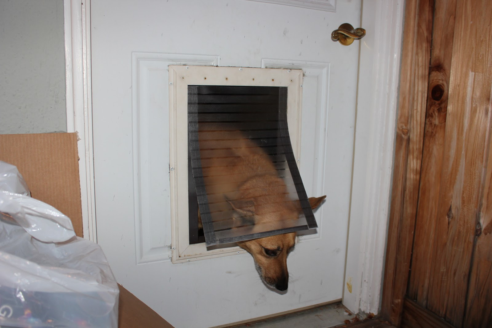 DIY Doggy Door
 Content Provider Homemade magnetic dog flap nirvana