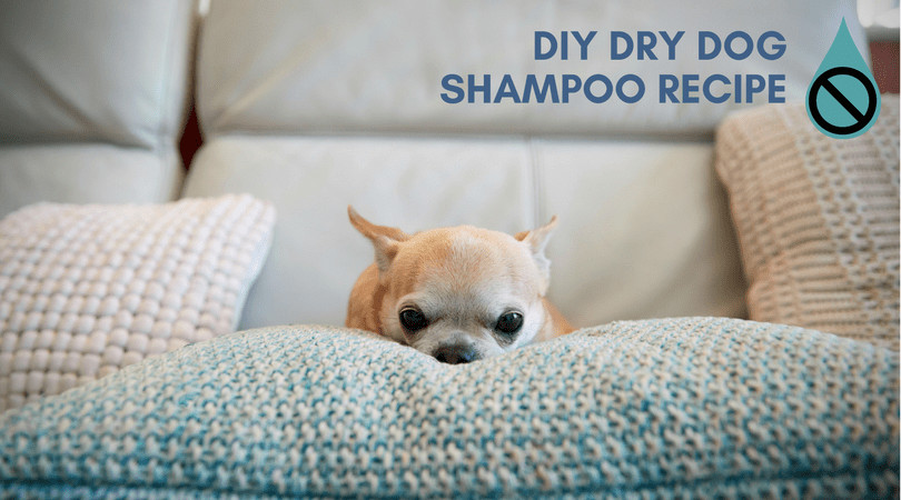 DIY Dry Dog Shampoo
 DIY Waterless Dog Shampoo for the Extreme Cold Winter