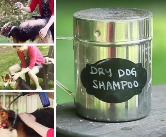 DIY Dry Dog Shampoo
 Dry Dog Shampoo Homemade Recipe Video Tutorial