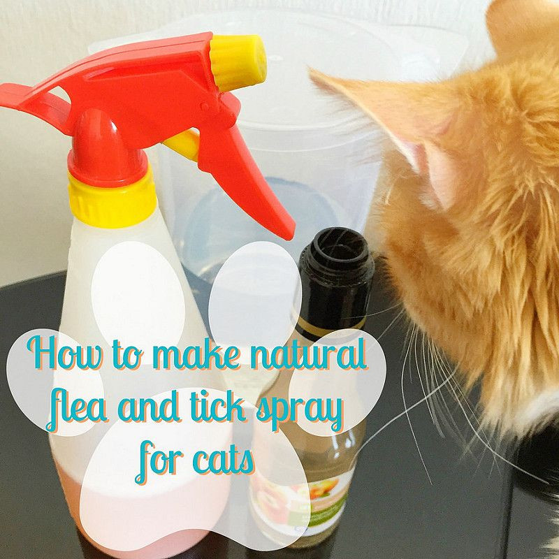DIY Flea And Tick Spray For Dogs
 How to make natural flea and tick spray for cats