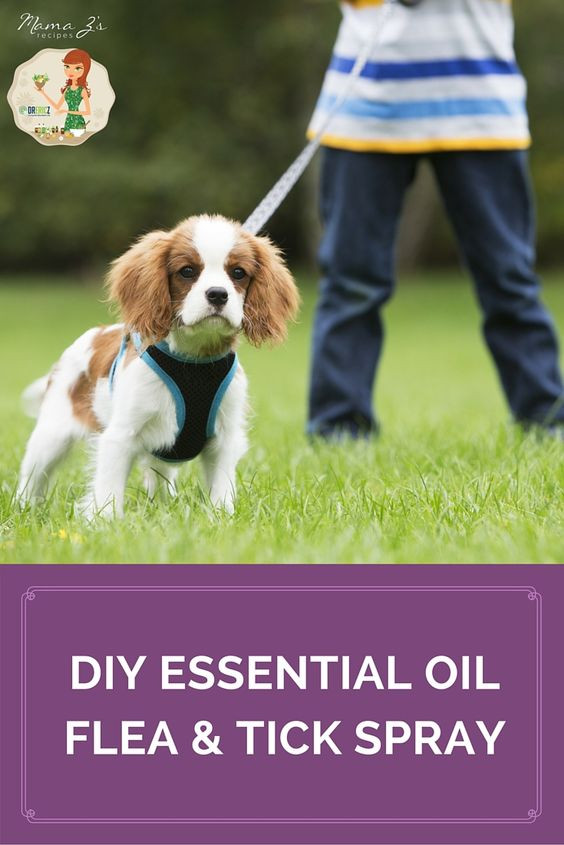 DIY Flea And Tick Spray For Dogs
 DIY Essential Oil Flea & Tick Spray Recipe