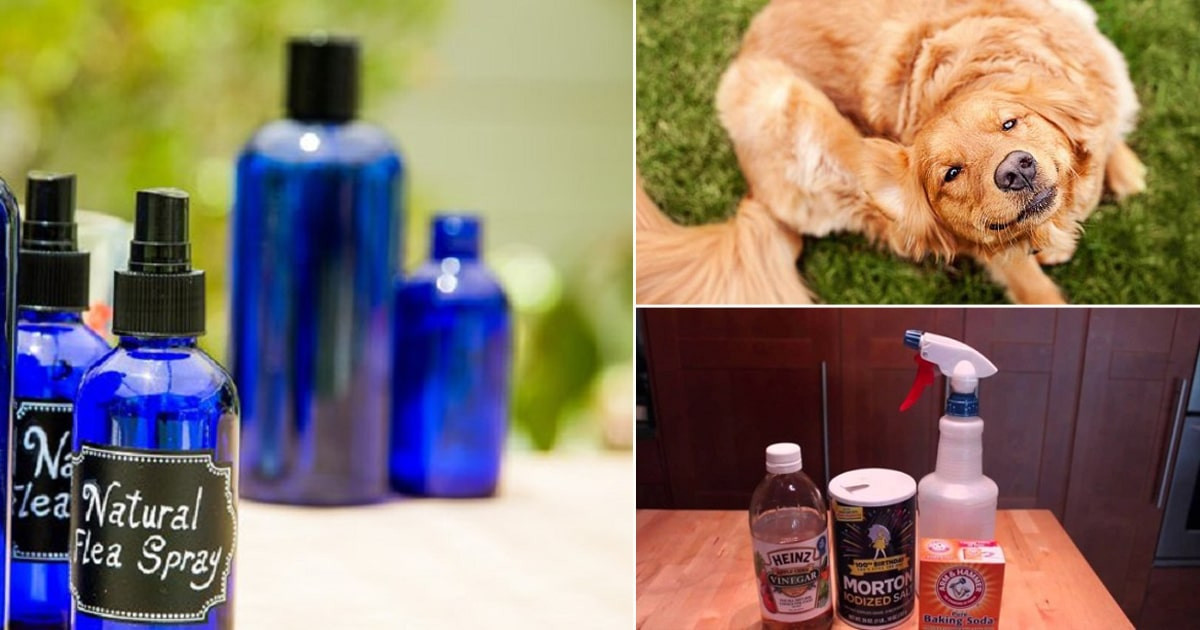 DIY Flea Killer For Dogs
 7 Homemade Flea Spray For Dogs ⋆ Bright Stuffs