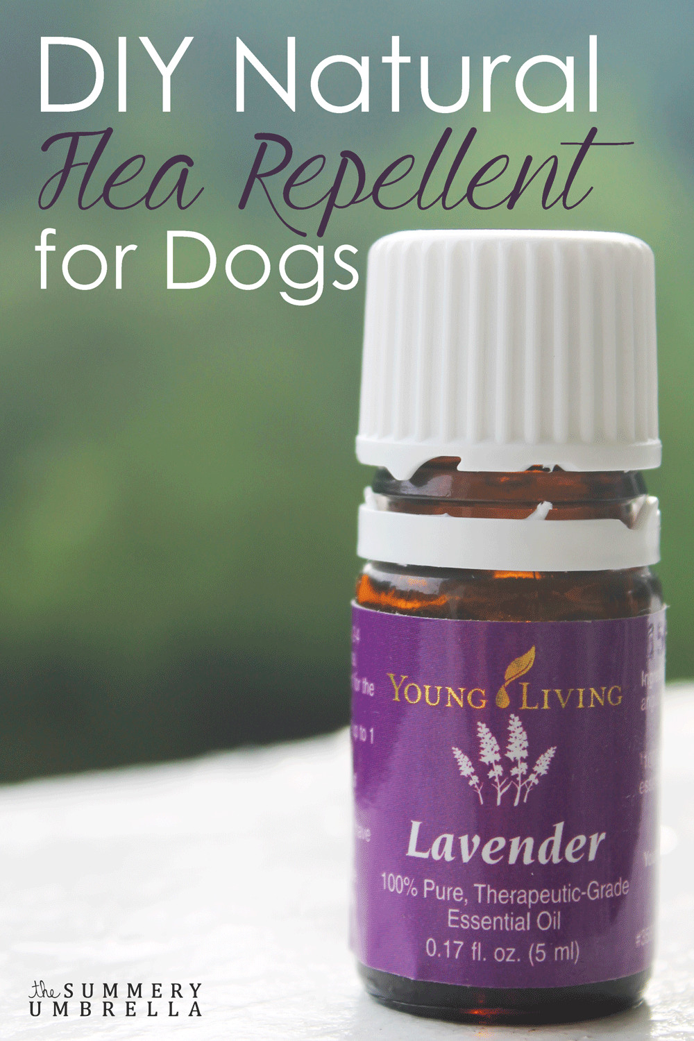 DIY Flea Killer For Dogs
 DIY Natural Flea Repellent for Dogs