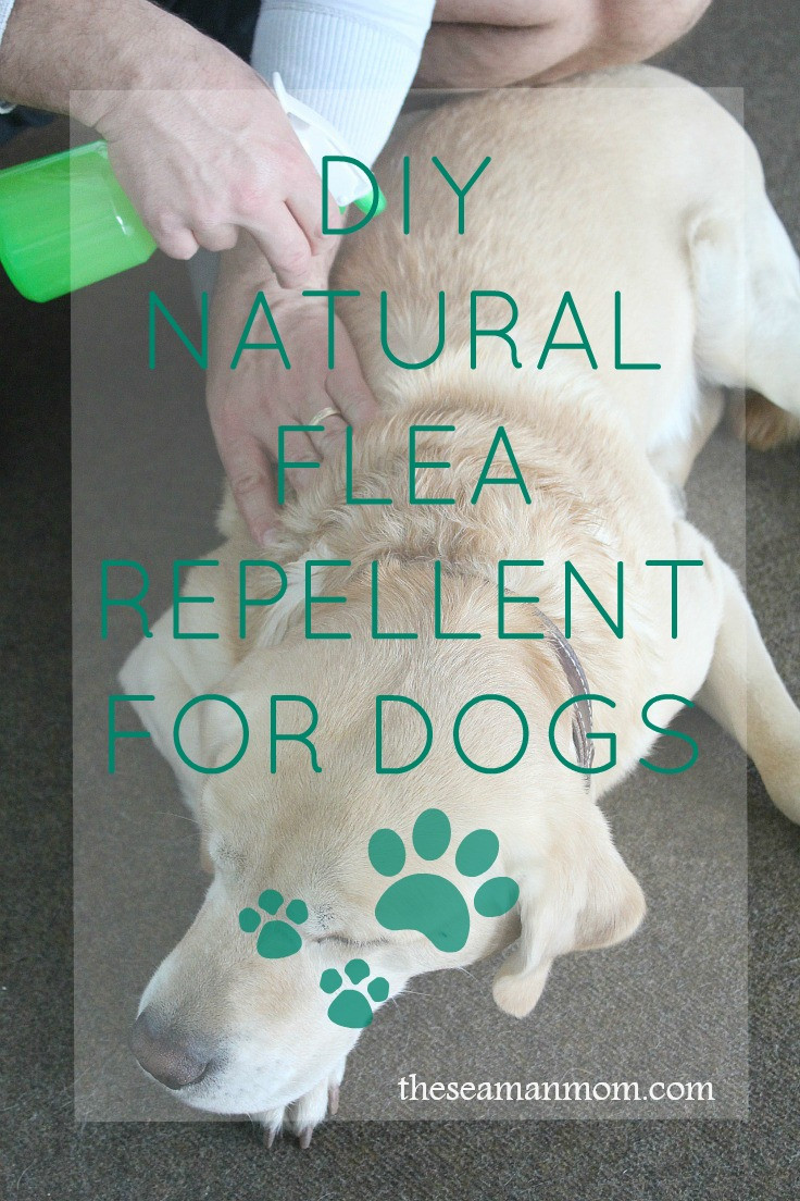 DIY Flea Killer For Dogs
 Natural Flea Killer For Dogs With Simple Inexpensive