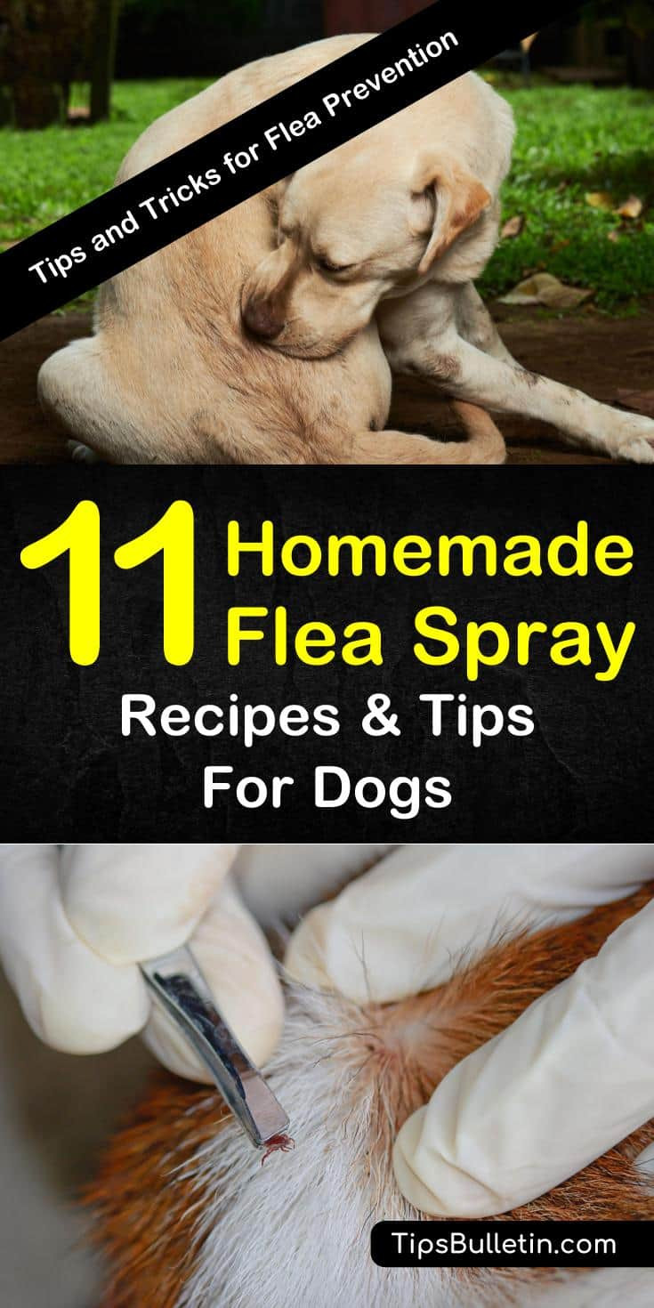 DIY Flea Killer For Dogs
 Homemade Flea Spray Recipes for Dogs 11 Tips and Tricks