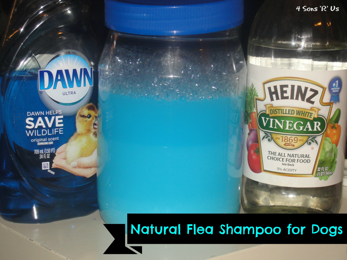 DIY Flea Killer For Dogs
 Natural Flea Shampoo For Dogs