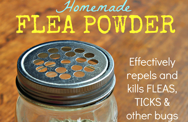 DIY Flea Treatment For Dogs
 Homemade Flea Powder eHealthyFood