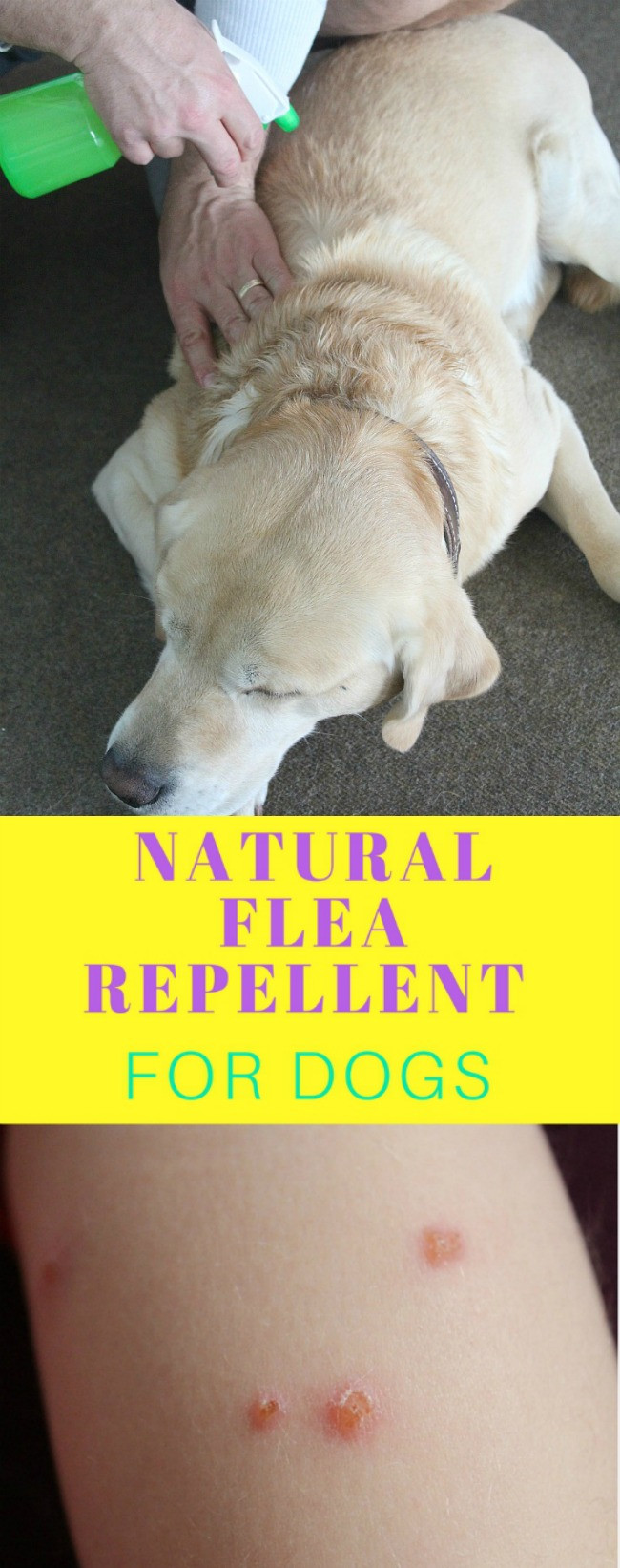 DIY Flea Treatment For Dogs
 How to rid of fleas on dogs