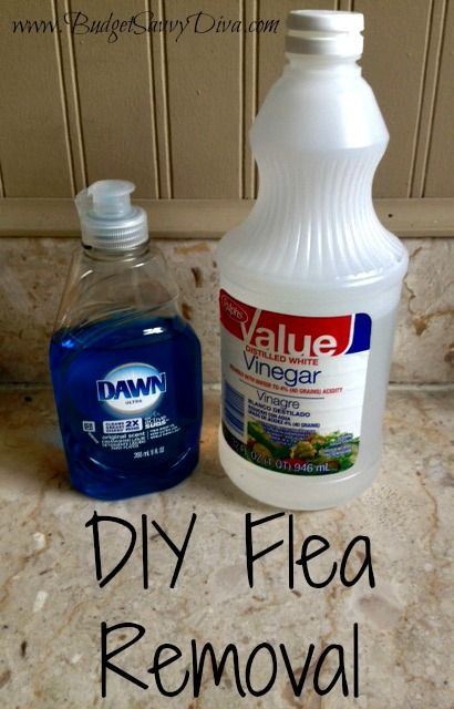 DIY Flea Treatment For Dogs
 11 best Stuff for the dog images on Pinterest