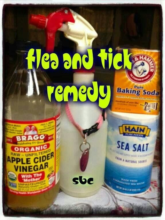 DIY Flea Treatment For Dogs
 Flea and tick remedy For Pets