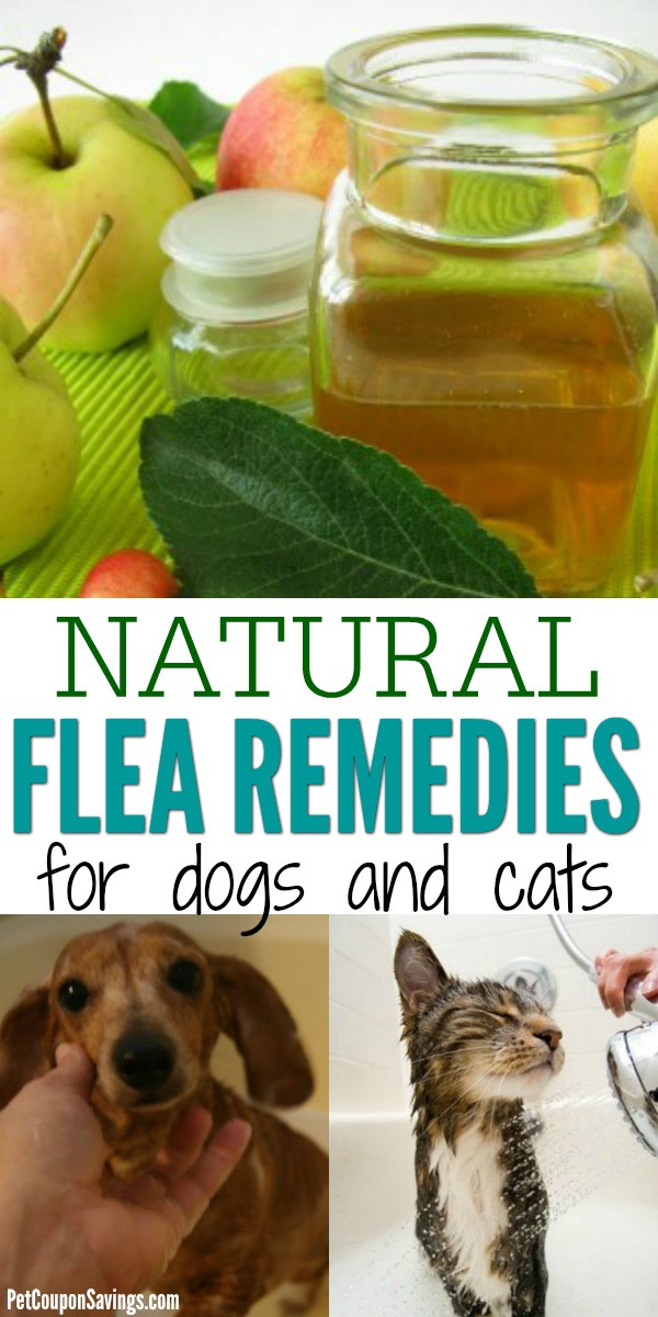 DIY Flea Treatment For Dogs
 11 Natural Flea Reme s for Dogs and Cats Pet Coupon