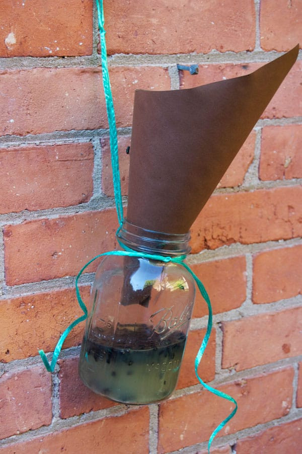 DIY Fly Trap Outdoor
 DIY Homemade Fly Trap The Art of Doing Stuff