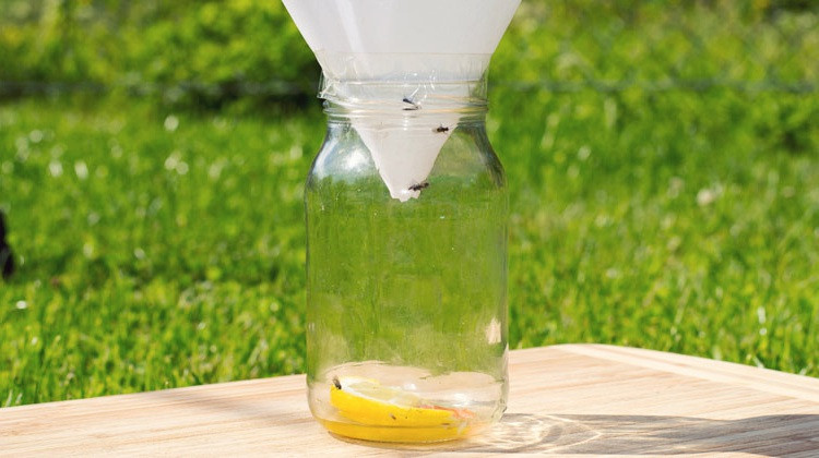 DIY Fly Trap Outdoor
 How To Get Rid Flies