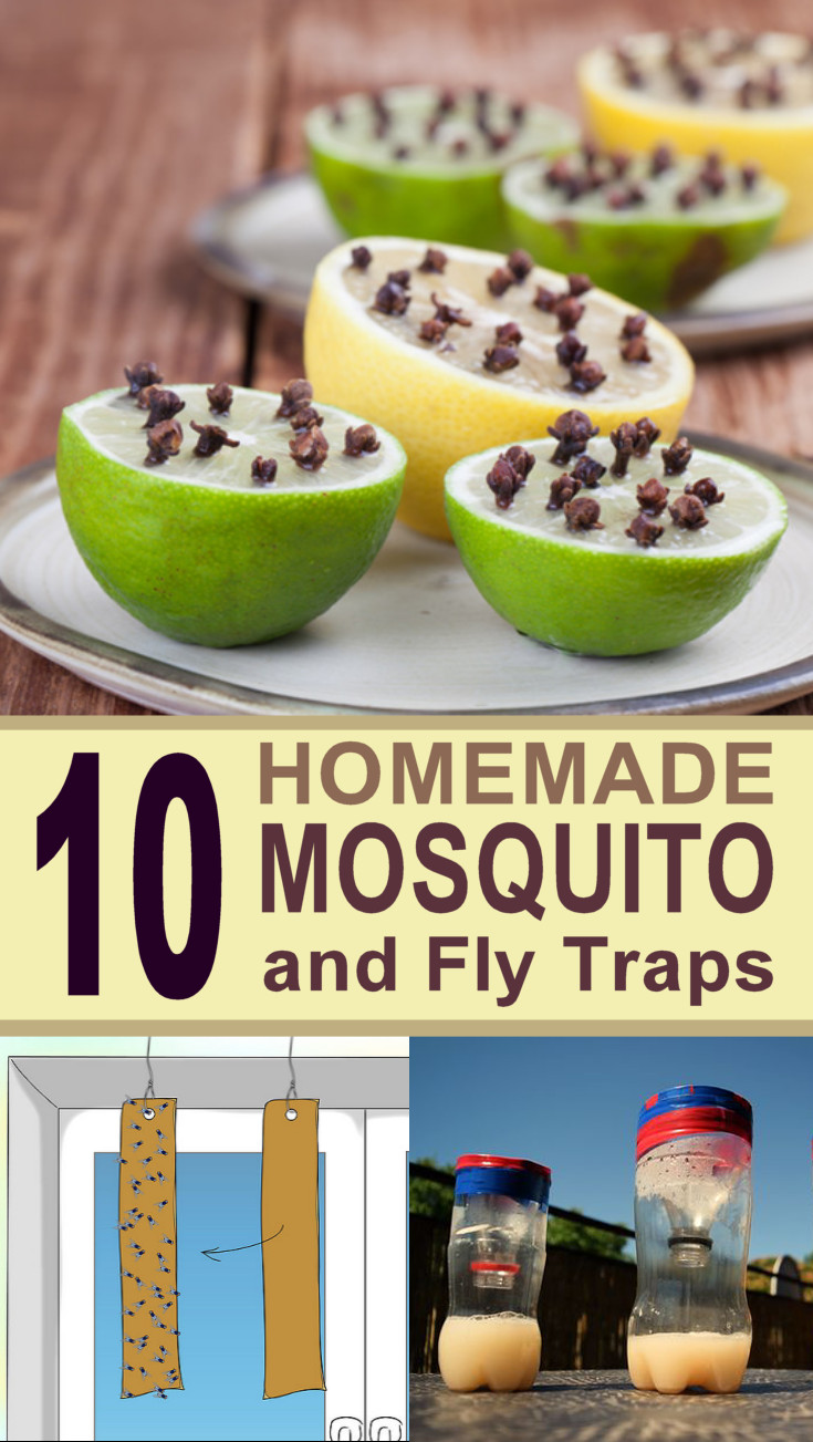 DIY Fly Trap Outdoor
 10 DIY Mosquito Traps