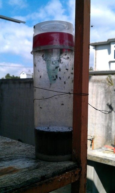 DIY Fly Trap Outdoor
 Fly trap DIY My DIY Projects Pinterest