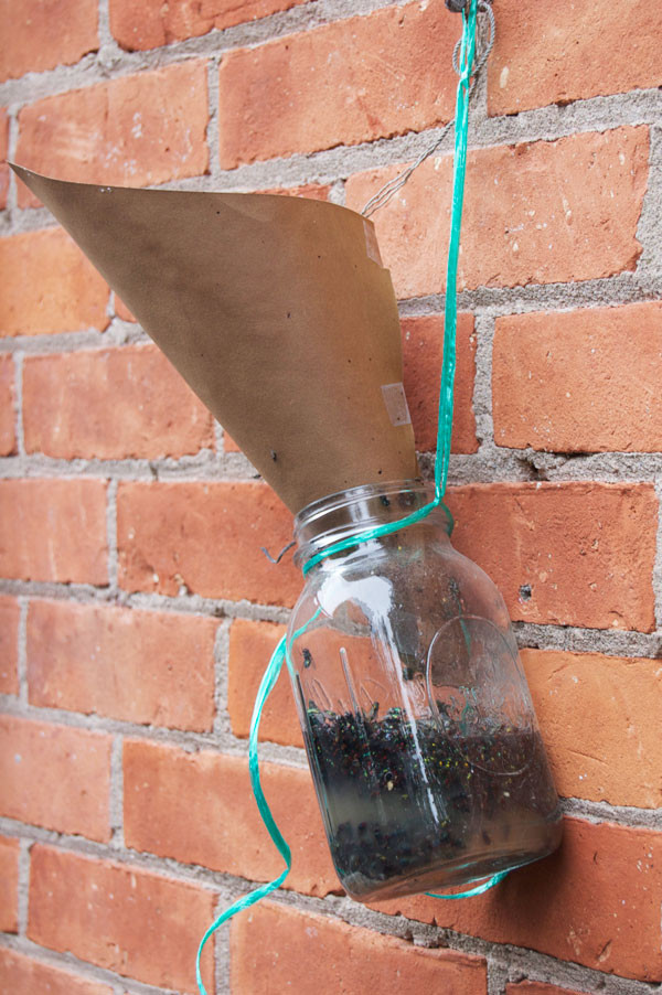 DIY Fly Trap Outdoor
 13 Ways to Get Rid of Flies Gingeraled