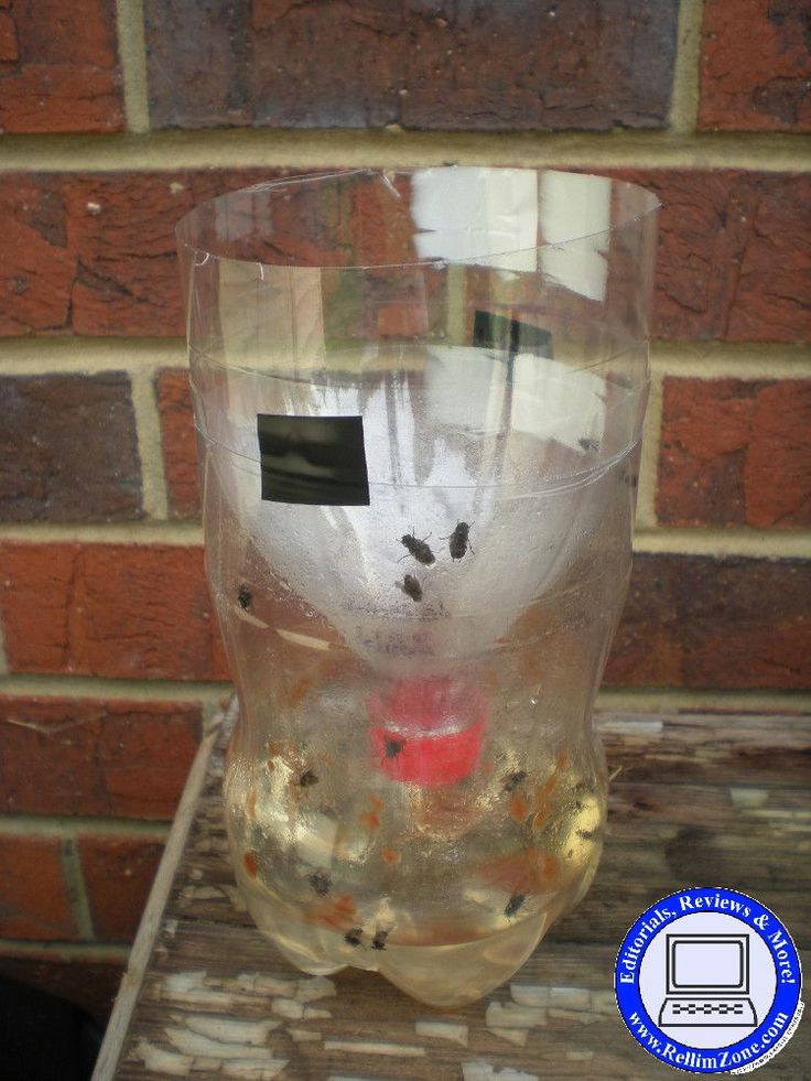 DIY Fly Trap Outdoor
 21 best DiY fly trap images on Pinterest