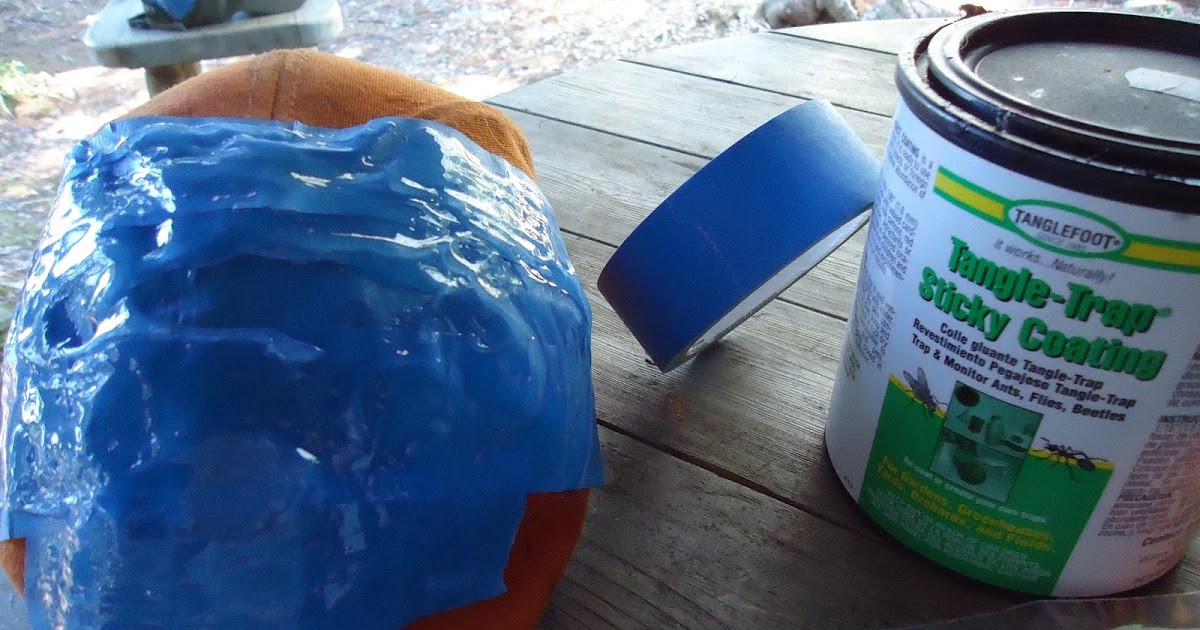 DIY Fly Trap Outdoor
 How to Create a DIY Outdoor Sticky Fly Trap