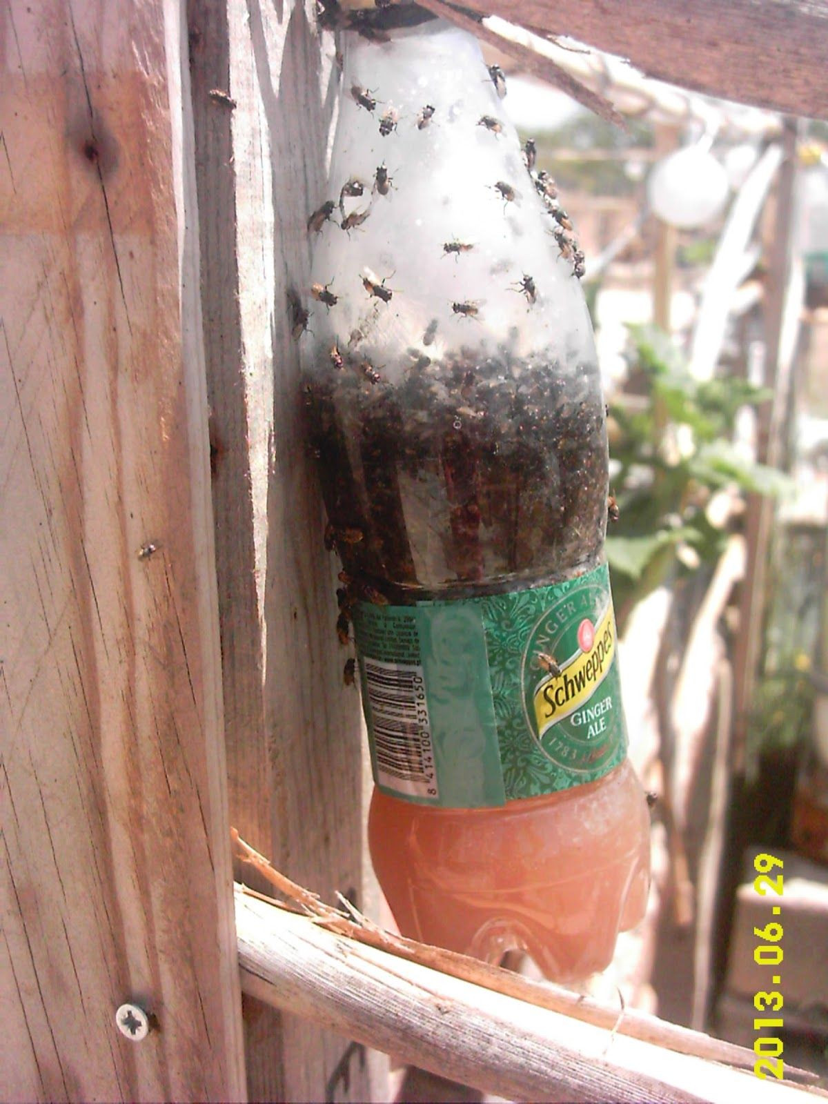 DIY Fly Trap Outdoor
 Outdoor fly problem old method for reducing flies