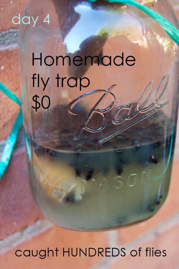 DIY Fly Trap Outdoor
 The Best Homemade Flytrap And it probably isn t the one