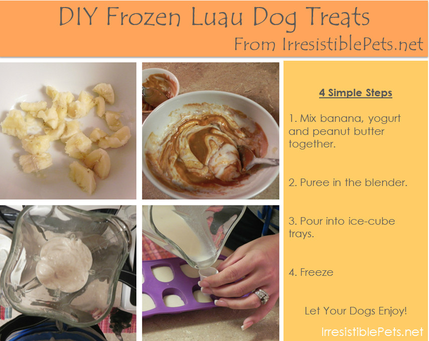 DIY Frozen Dog Treats
 DIY Frozen Luau Dog Treats Irresistible Pets