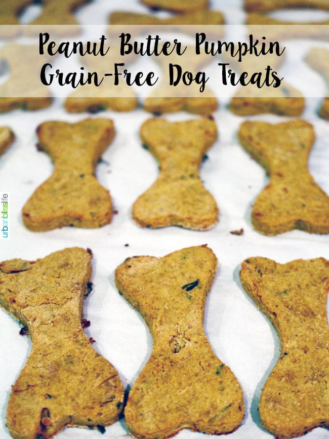 DIY Grain Free Dog Treats
 Easy homemade peanut butter pumpkin grain free dog treats