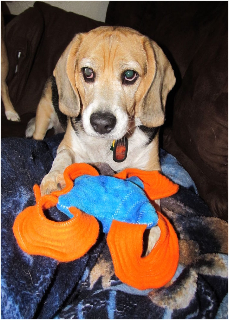 DIY Indestructible Dog Toys
 Top 10 DIY Toys For Feisty Dogs Top Inspired