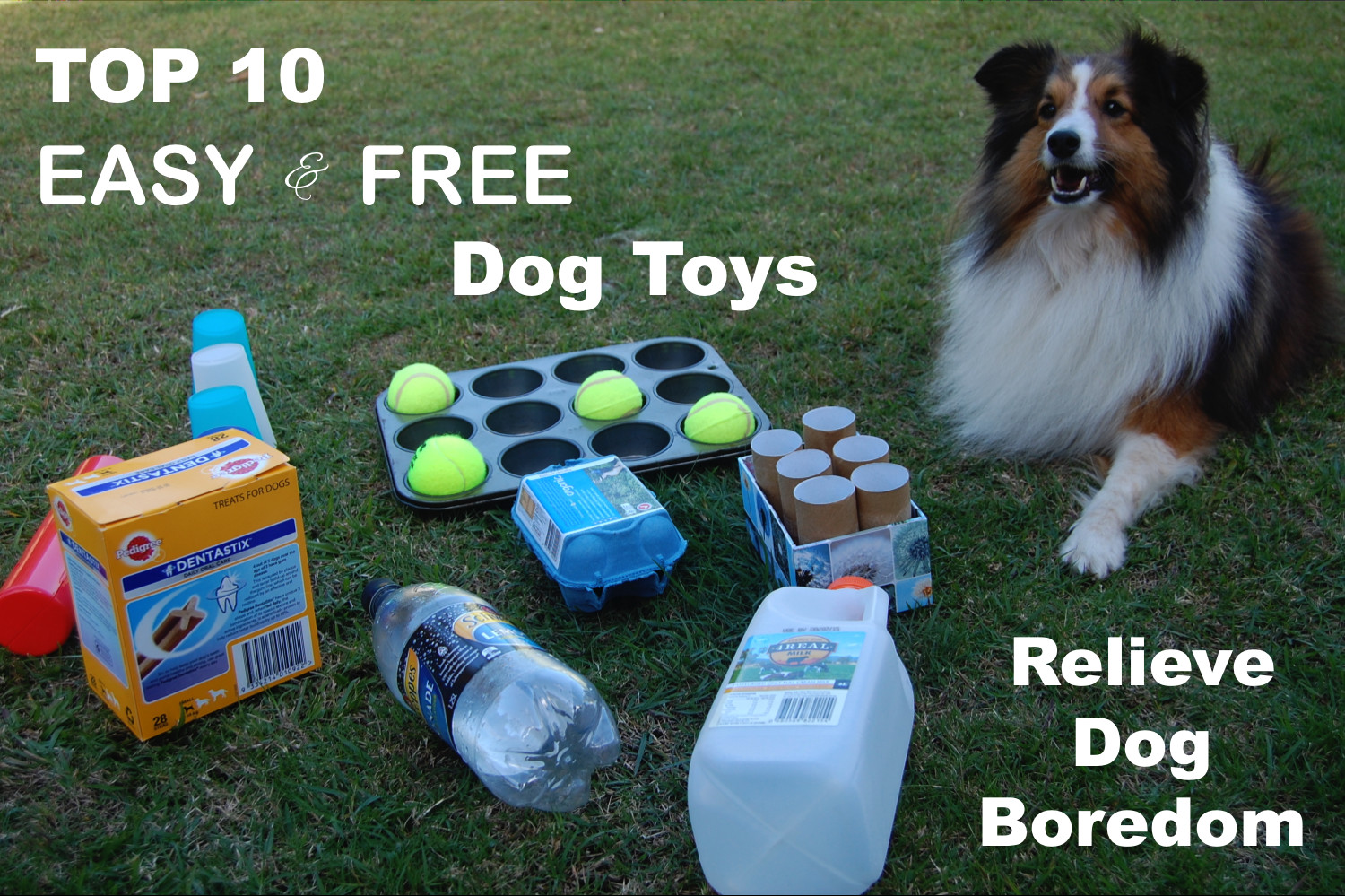 DIY Interactive Dog Toys
 Dog Enrichment Toys Australia – Wow Blog