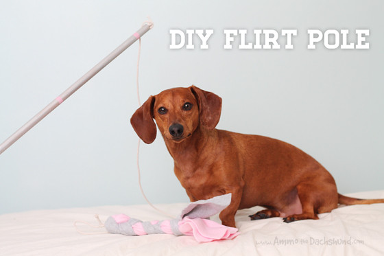 DIY Interactive Dog Toys
 Valentine s Day DIY Flirt Pole – Interactive Dog Toy