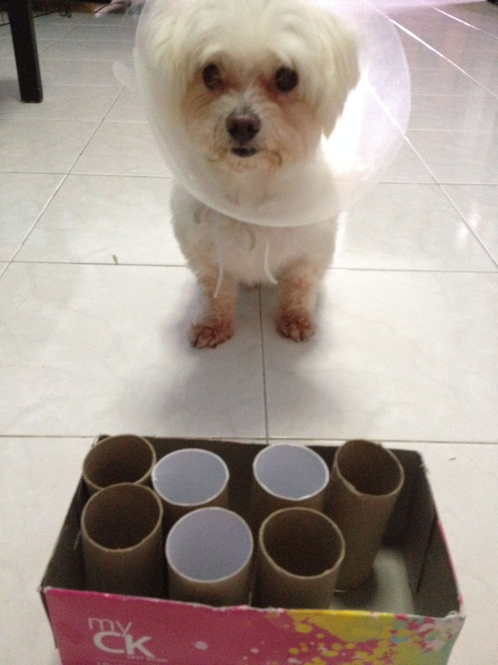 DIY Interactive Dog Toys
 DIY Interactive Food Dispensing Dog Toy – Nikie Maltese