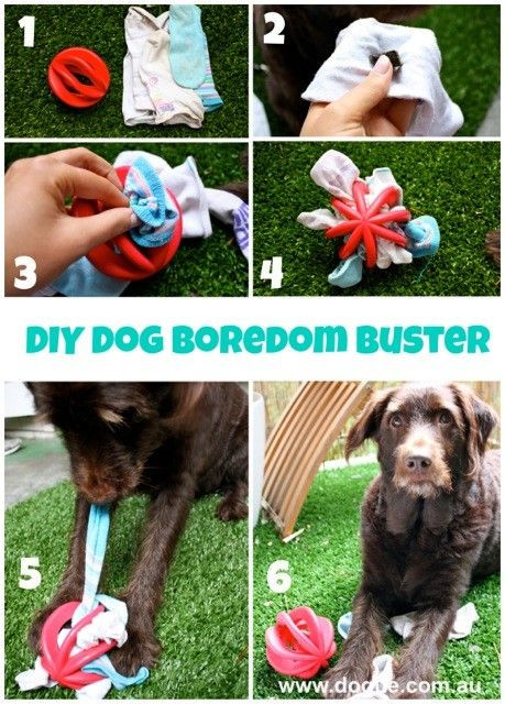 DIY Interactive Dog Toys
 Club
