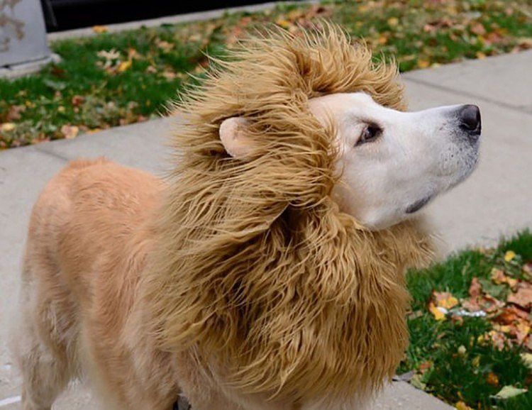 DIY Lion Costume For Dog
 A Lion