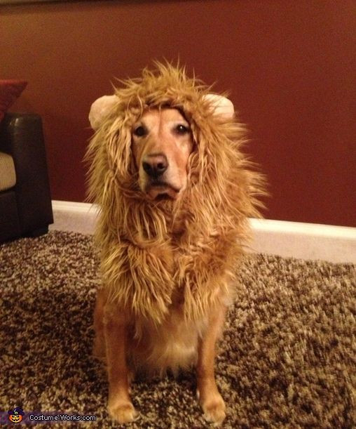 DIY Lion Costume For Dog
 Lion Halloween Costume Contest at Costume Works
