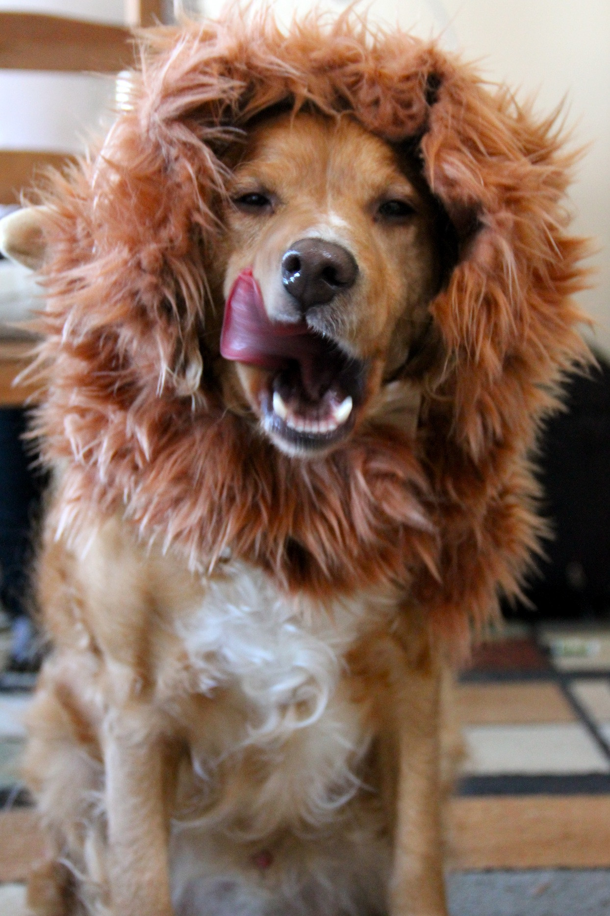 DIY Lion Costume For Dog
 Lion Mane Dog Costume Version 2 Needles and Know How