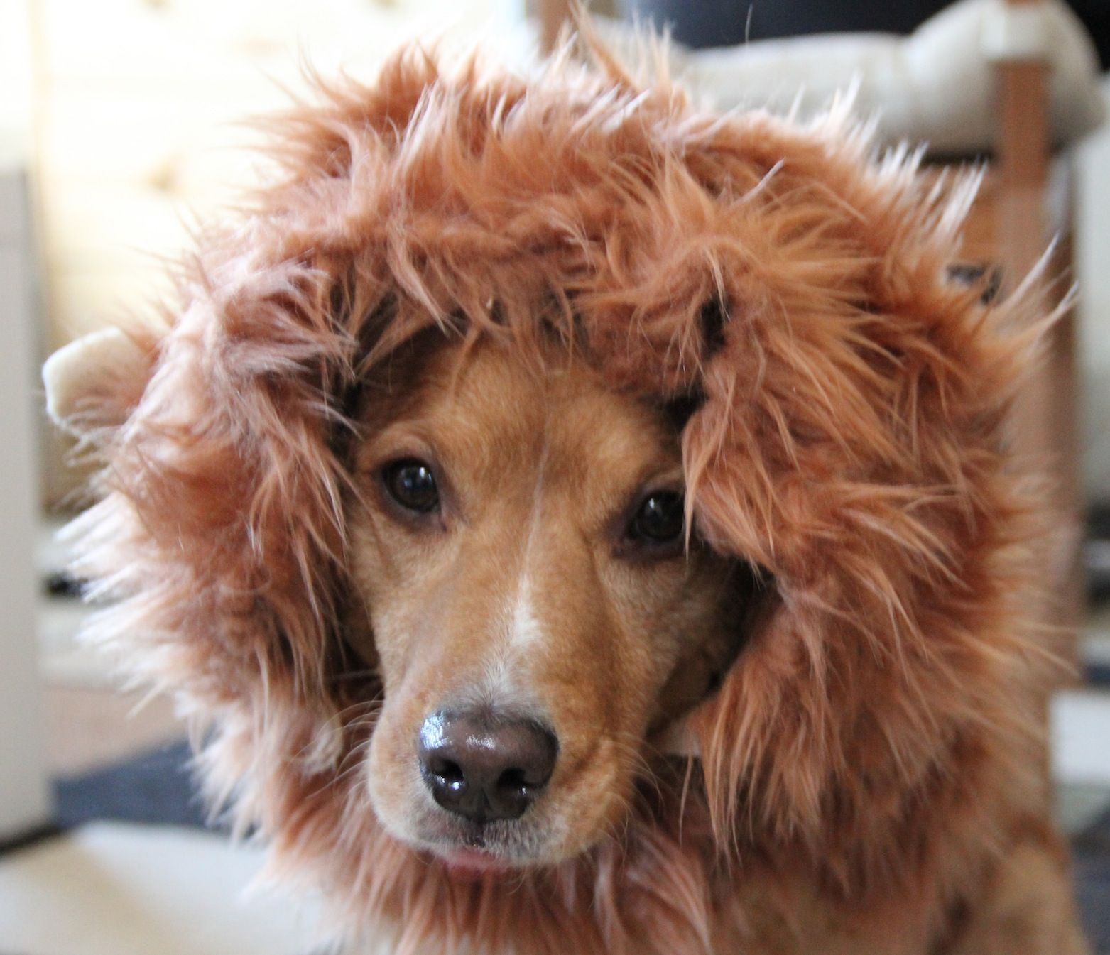 DIY Lion Costume For Dog
 Lion Mane Dog Costume Version 2