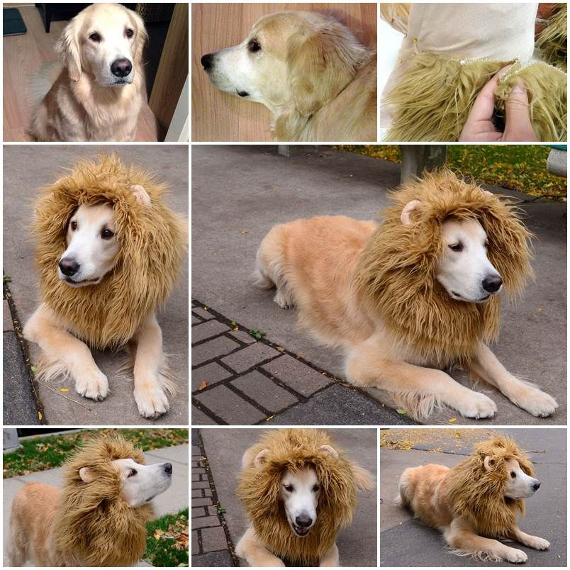 DIY Lion Costume For Dog
 Source Dog Costume