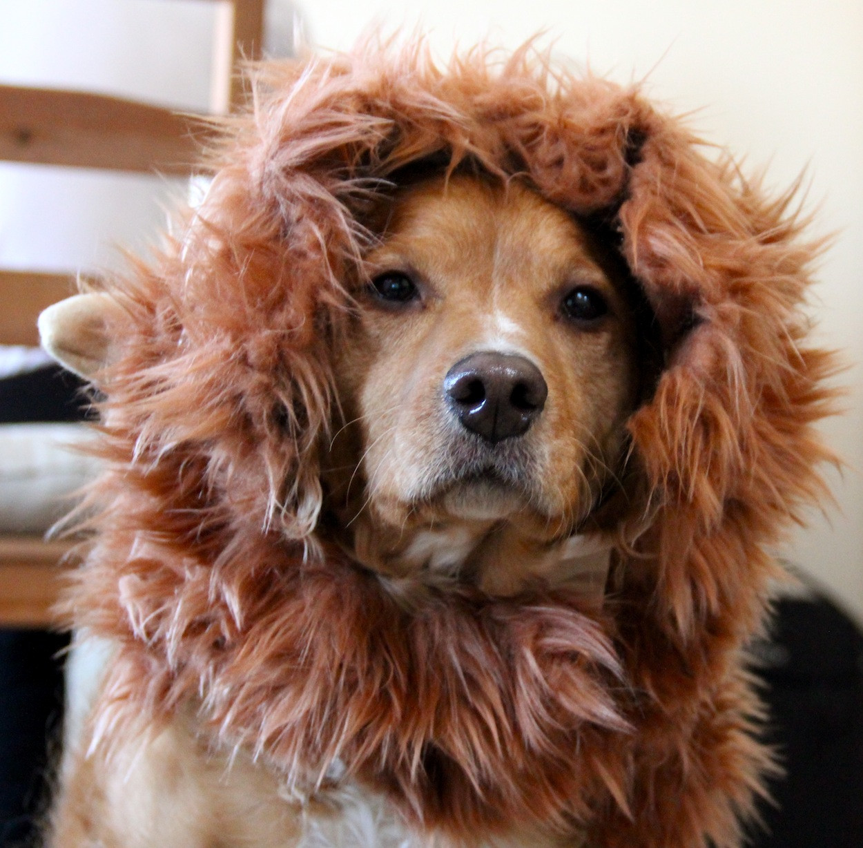 DIY Lion Costume For Dog
 lion Archives Needles and Know How