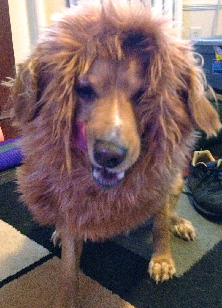 DIY Lion Costume For Dog
 Lion Mane Dog Costume Needles and Know How