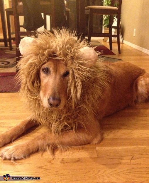 DIY Lion Costume For Dog
 Tessa the Lion Costume for Dogs