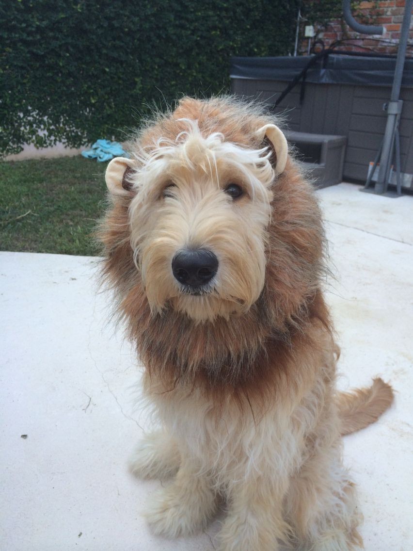 DIY Lion Costume For Dog
 Lion costume for dogs Adorable golden doodle