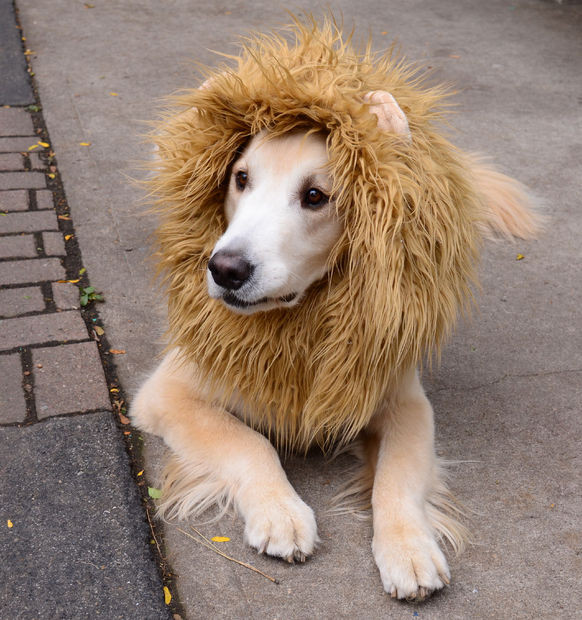 DIY Lion Costume For Dog
 Lion Dog Costume