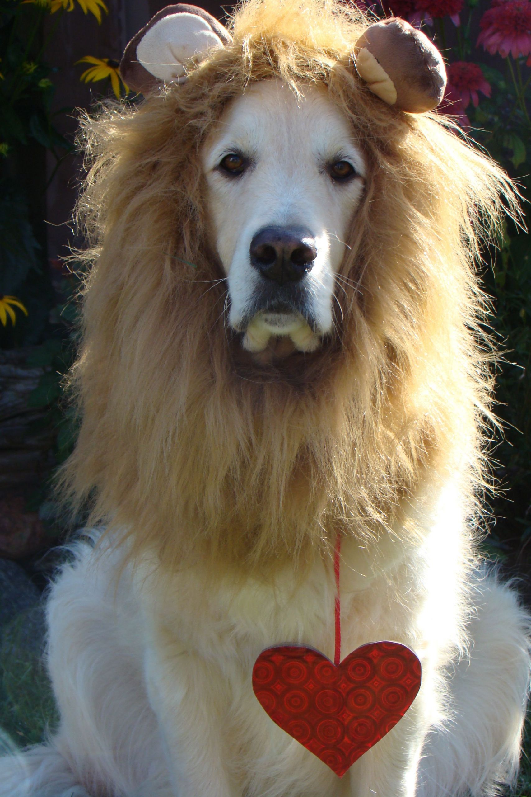 DIY Lion Costume For Dog
 Bentley posing as the cowardly lion from Wizard of Oz with