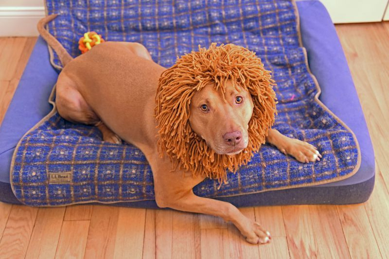DIY Lion Costume For Dog
 Knit a Lion Costume for Your Dog